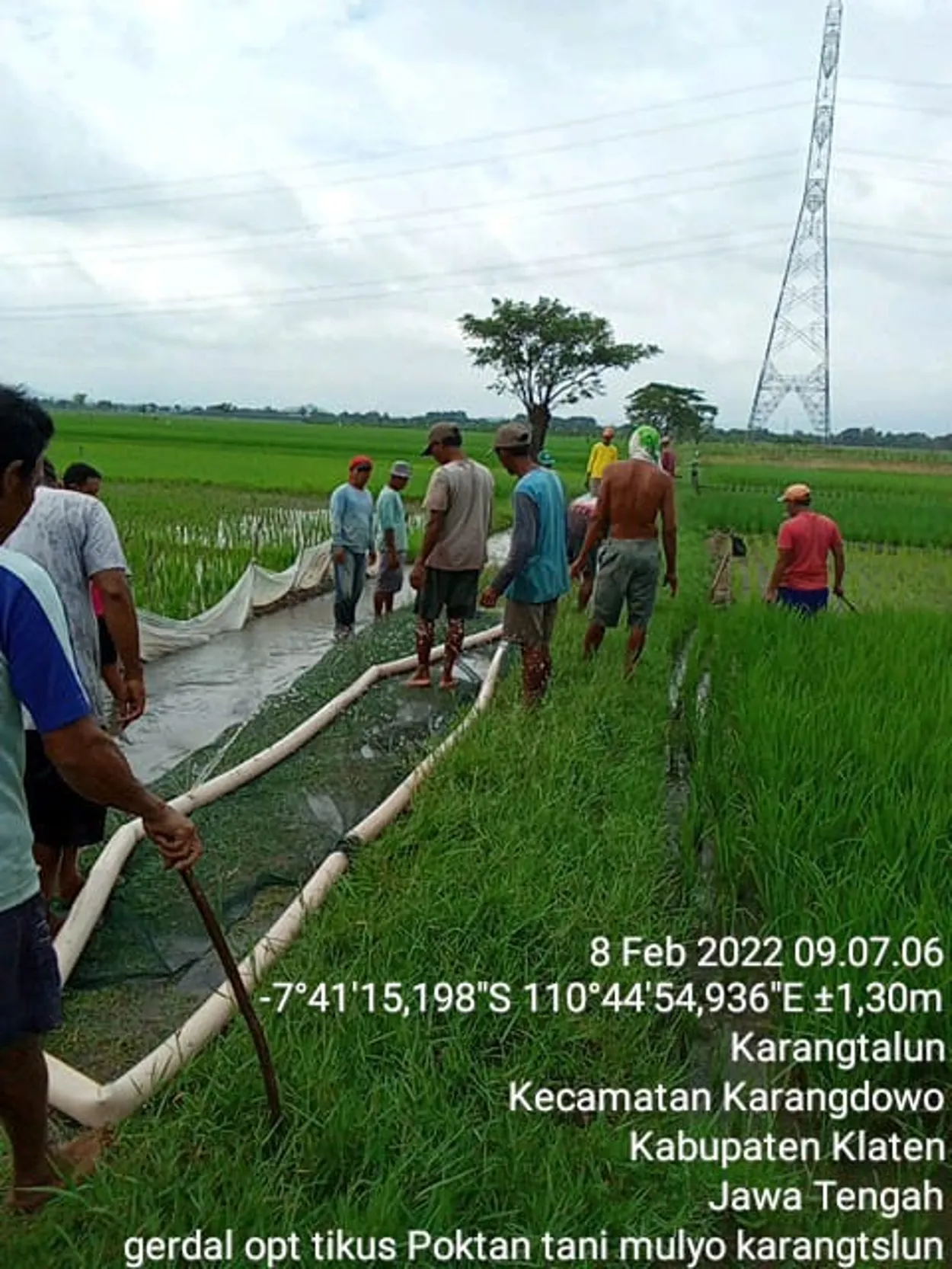 INGIN PANEN, PETANI KARANGTALUN RUTIN GROPYOKAN TIKUS