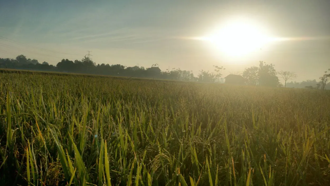 Pertanian di Desa Pesu (Farming in Pesu Village)