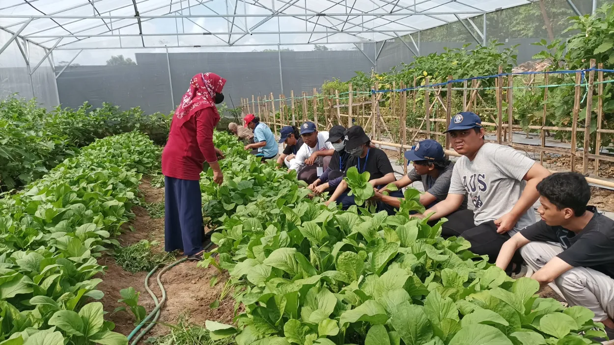 Sukses Panen Sawi, Wujud Ketahanan Pangan Desa Bono