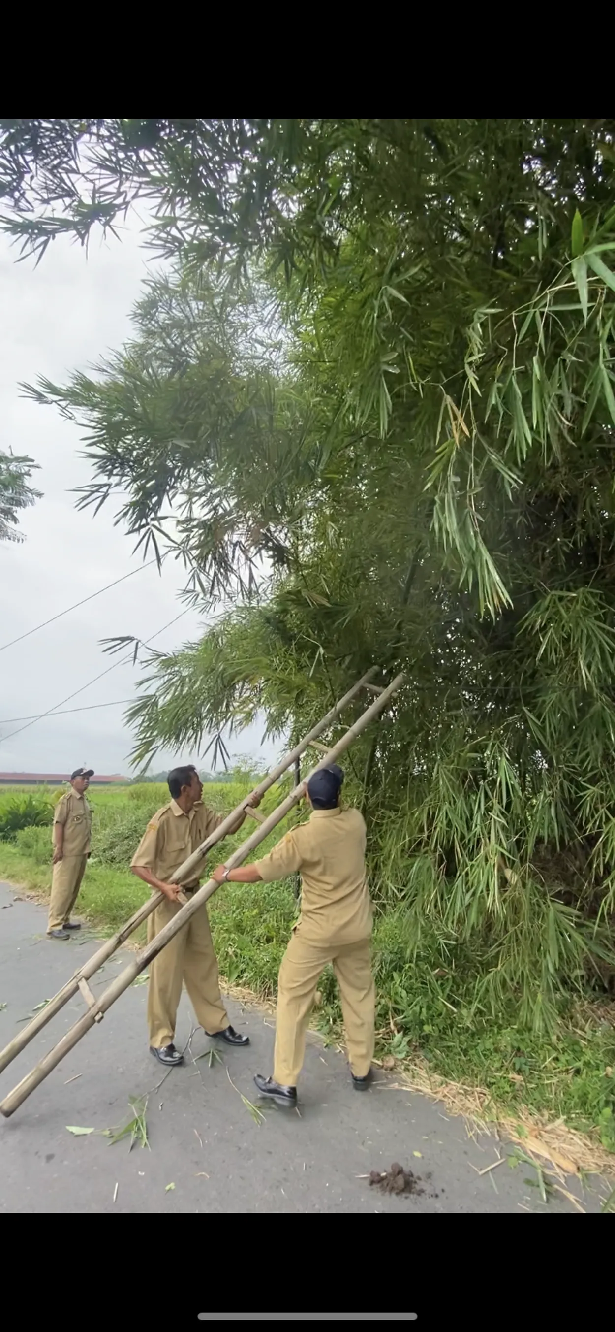 Pencegahan Bencana Pohon Tumbang