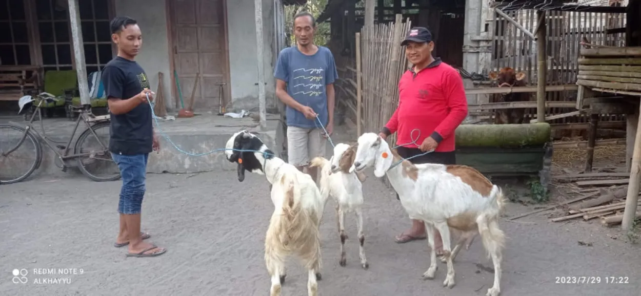 Program Terbaru Bumdes Joho Berdikari: Penggaduhan Ternak Kambing
